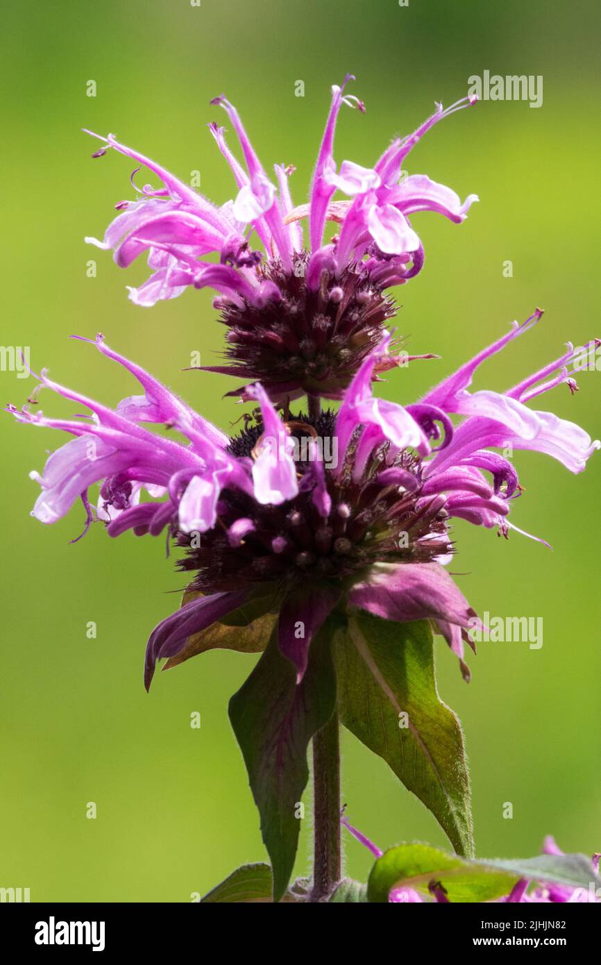 Testa a fiore singolo, Monarda Mohawk, Bergamot, tè Oswego, Ritratto Foto Stock