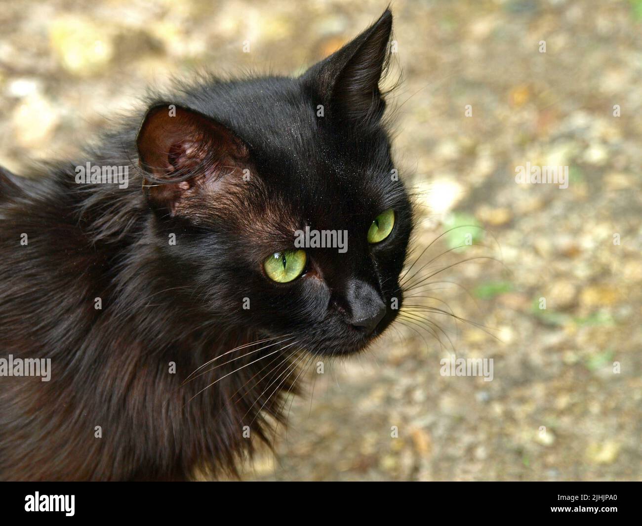 Testa di gatto nera con grandi occhi verdi. Polvere kitty. Bello e grazioso gatto con occhi verdi in un colletto per una passeggiata. Gatto soffice con occhi verdi e occhi grandi Foto Stock