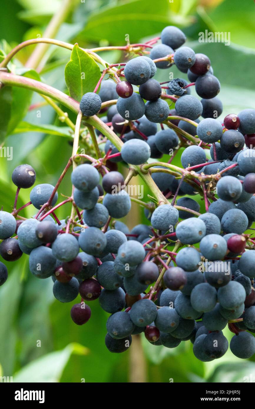 Blue Fuchsia arborescens frutti Edible pianta Foto Stock