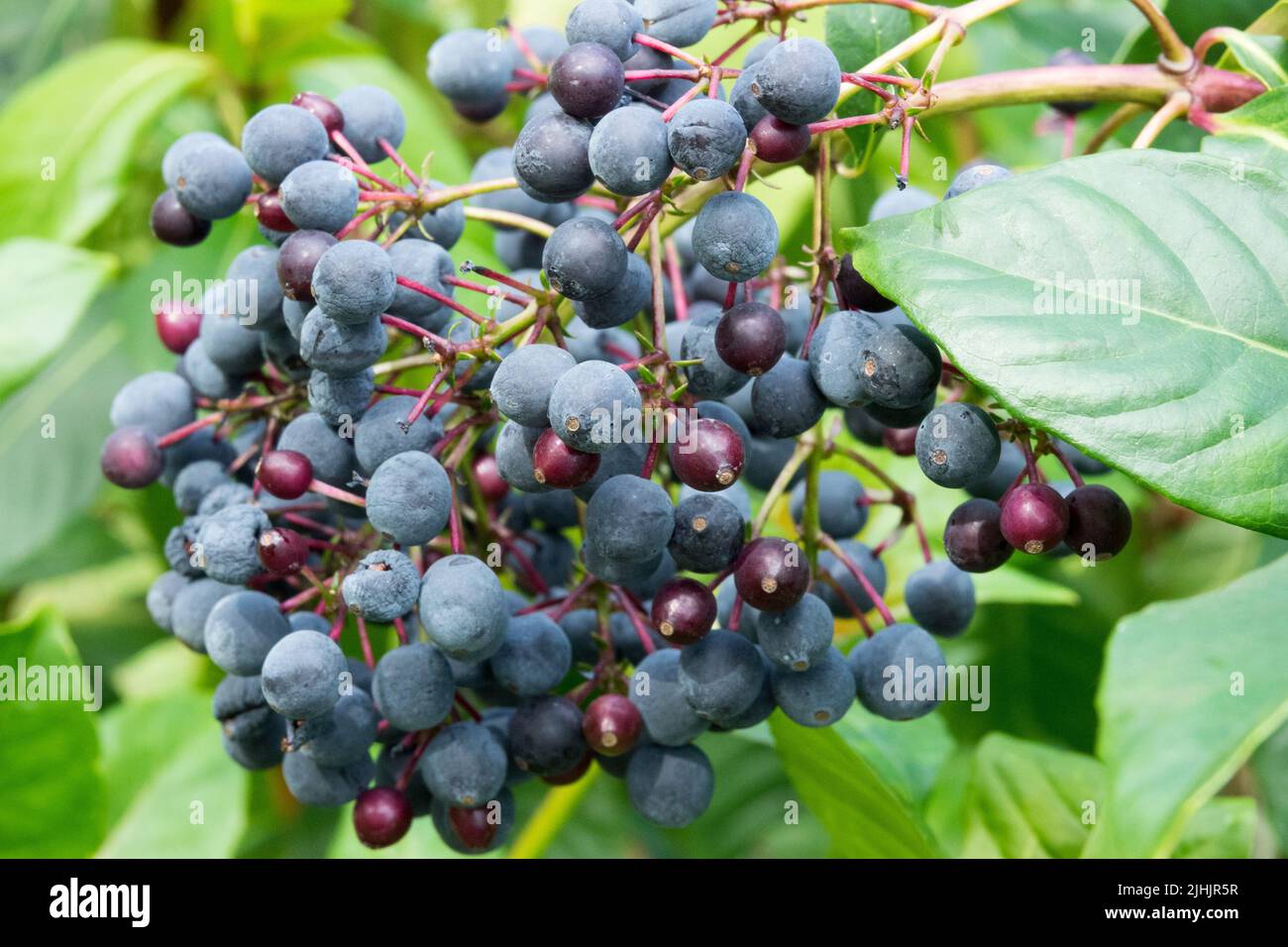 Berries commestibili, Fuchsia arborescens frutta Foto Stock