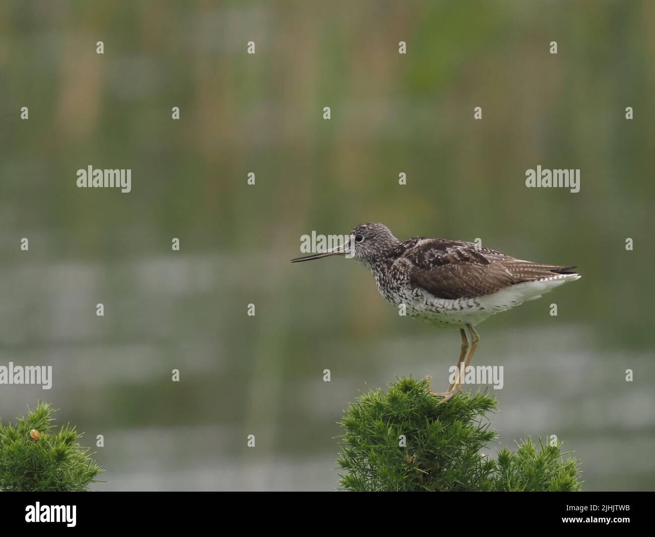 Il greenshank è raro nella stagione di allevamento nel Regno Unito, questo è stato a un punto di vista che ho visto loro per oltre 40 anni. Foto Stock