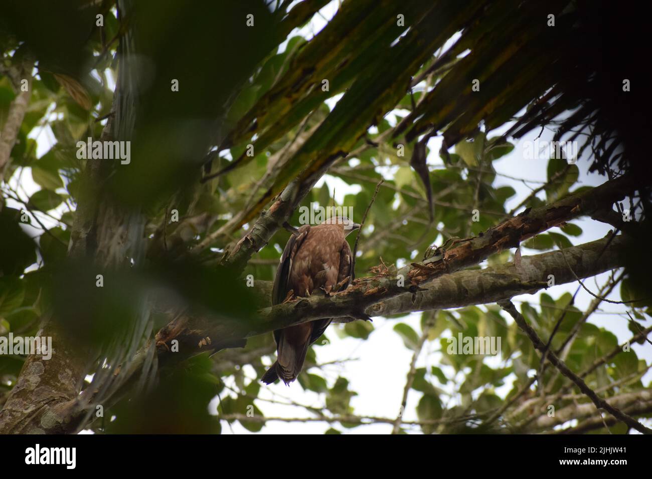Un'aquila è seduta sul ramo di un albero e cerca di cacciare la preda. Foto Stock