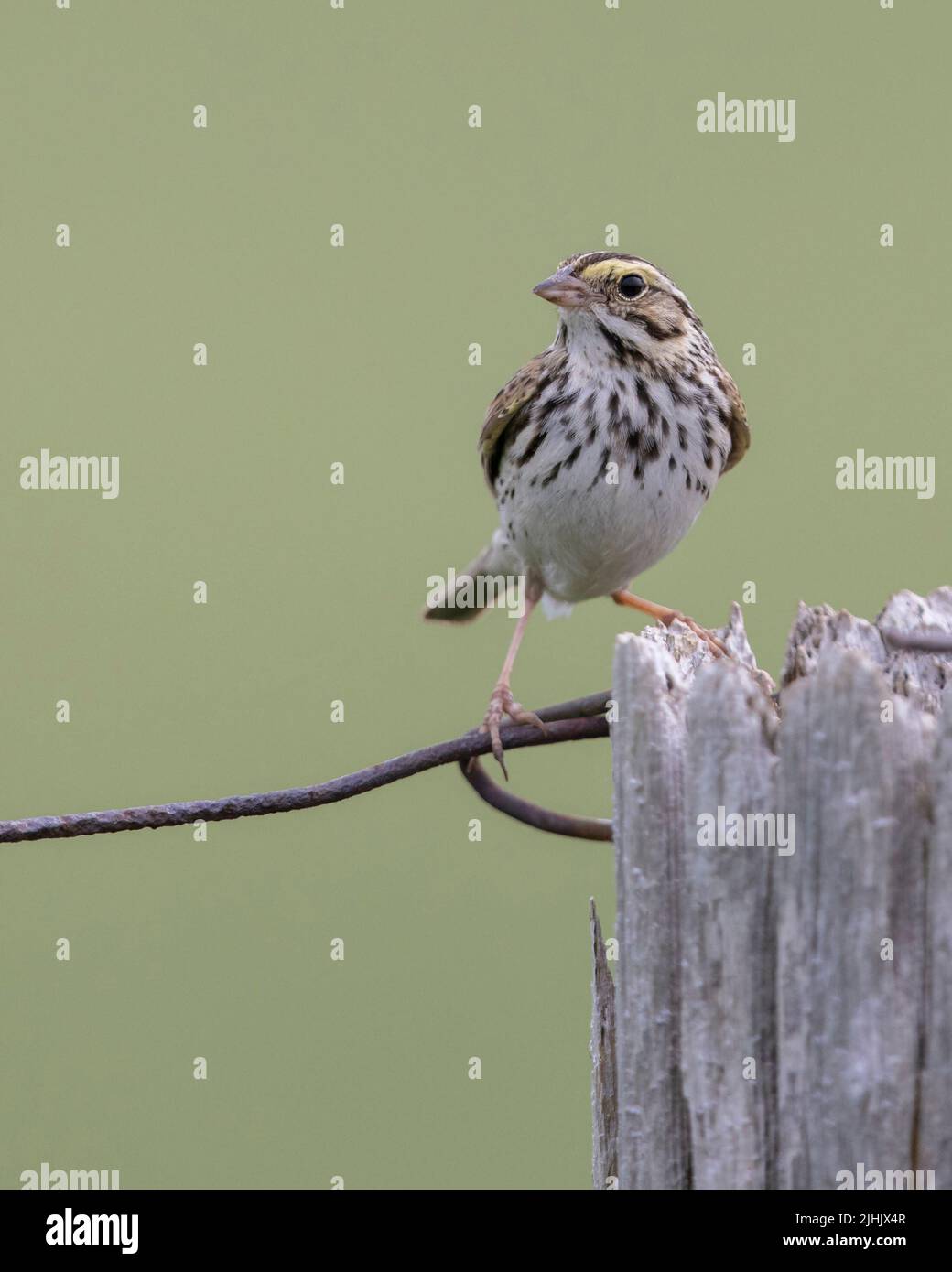 Savannah Sparrow (Passerculus sandwich) arroccato su un posto di recinzione - Huron County, Ontario, Canada Foto Stock