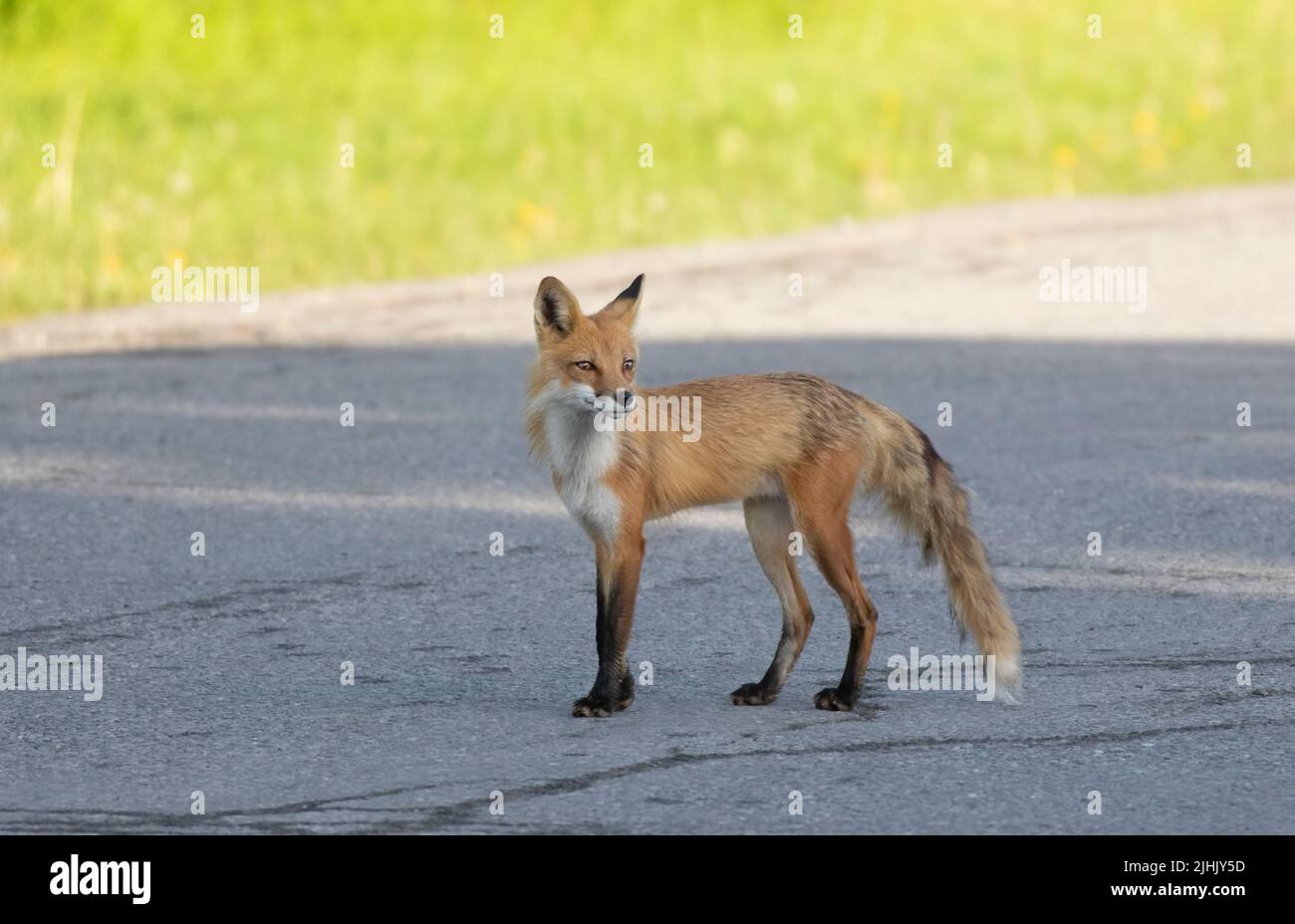 Volpe rossa con una coda folta che cammina su una strada vicino Ottawa, Canada Foto Stock