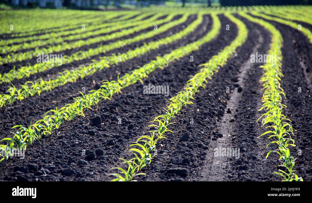 Campo agricolo con germogli di piante verdi in linea Foto Stock
