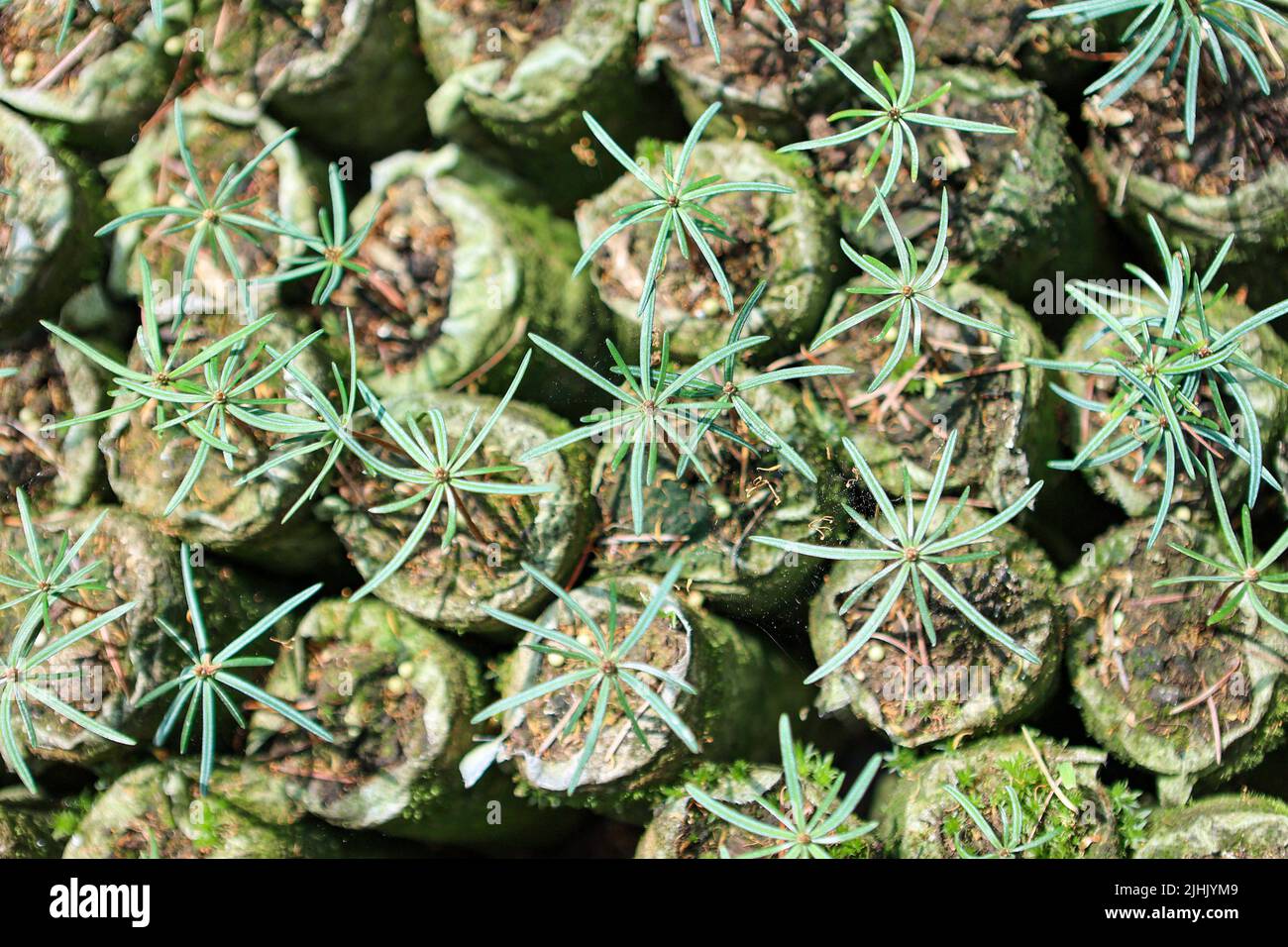 IVANO-FRANKIVSK REGIONE, UCRAINA - 16 LUGLIO 2022 - Un vivaio della Vyhoda Forestry state Enterprise coltiva piante nella regione di Ivano-Frankivsk, Regno Unito occidentale Foto Stock