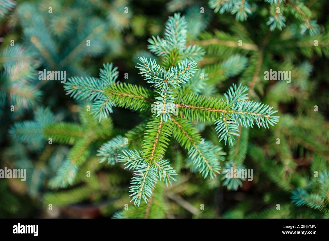 IVANO-FRANKIVSK REGIONE, UCRAINA - 16 LUGLIO 2022 - Un vivaio della Vyhoda Forestry state Enterprise coltiva piante nella regione di Ivano-Frankivsk, Regno Unito occidentale Foto Stock