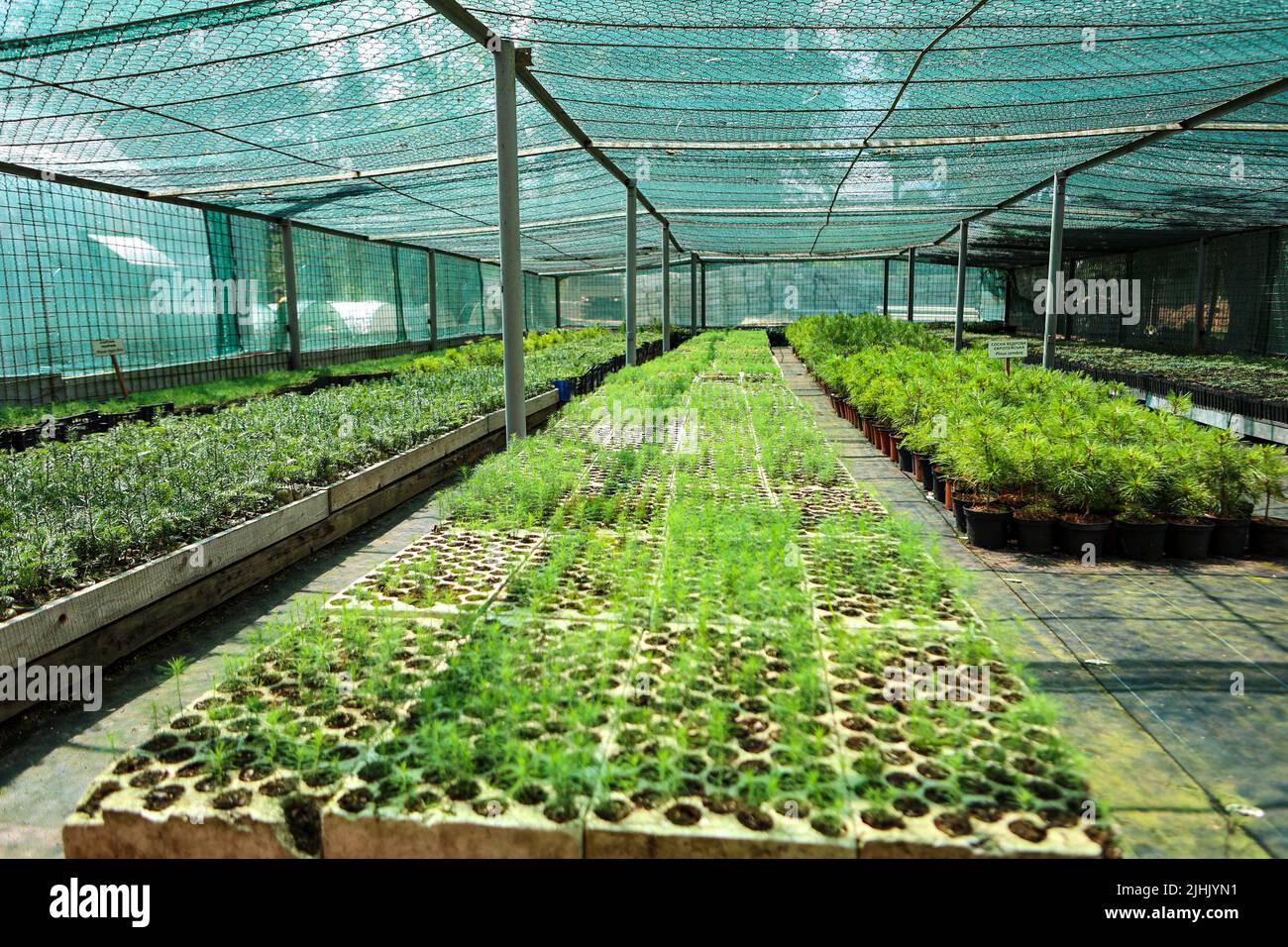 IVANO-FRANKIVSK REGIONE, UCRAINA - 16 LUGLIO 2022 - Un vivaio della Vyhoda Forestry state Enterprise coltiva piante nella regione di Ivano-Frankivsk, Regno Unito occidentale Foto Stock