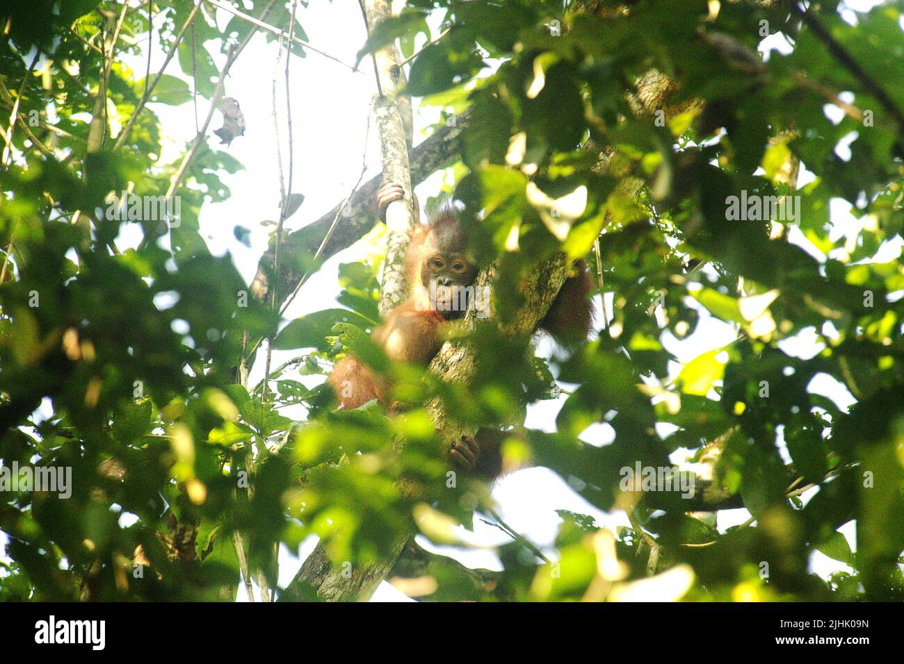 Orangutano borneano (Pongo pygmaeus morio) giovanile selvatico maschio a nord-est che sbucca attraverso foglie di albero nel Parco Nazionale Kutai, Kalimantan orientale, Indonesia. Foto Stock