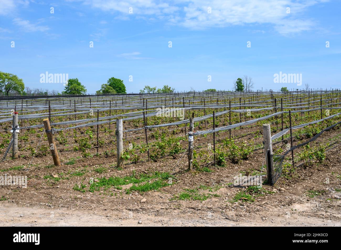 Un campo di giovani vitigni alla Norman Hardie Winery, Prince Edward County, Ontario, Canada Foto Stock