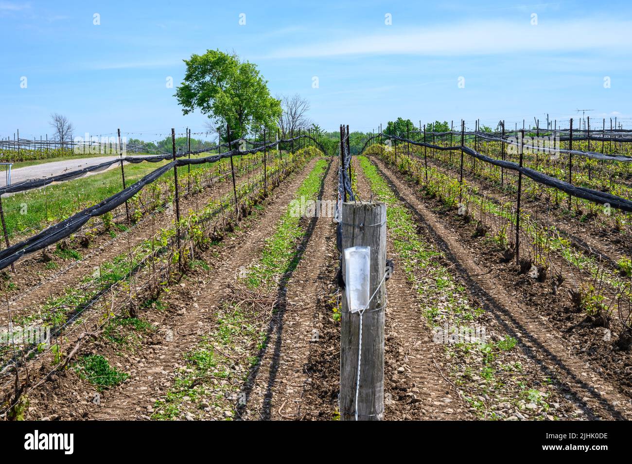 Un campo di giovani vitigni alla Norman Hardie Winery, Prince Edward County, Ontario, Canada Foto Stock