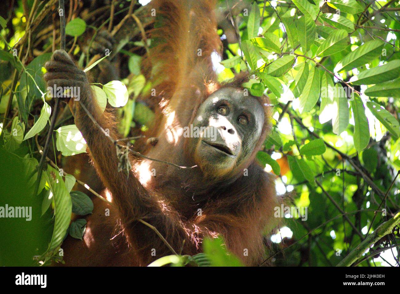 Orangutano borneano nordest (Pongo pygmaeus morio). Persona adulta in foraging nel Parco Nazionale Kutai, Kalimantan Est, Indonesia. Foto Stock
