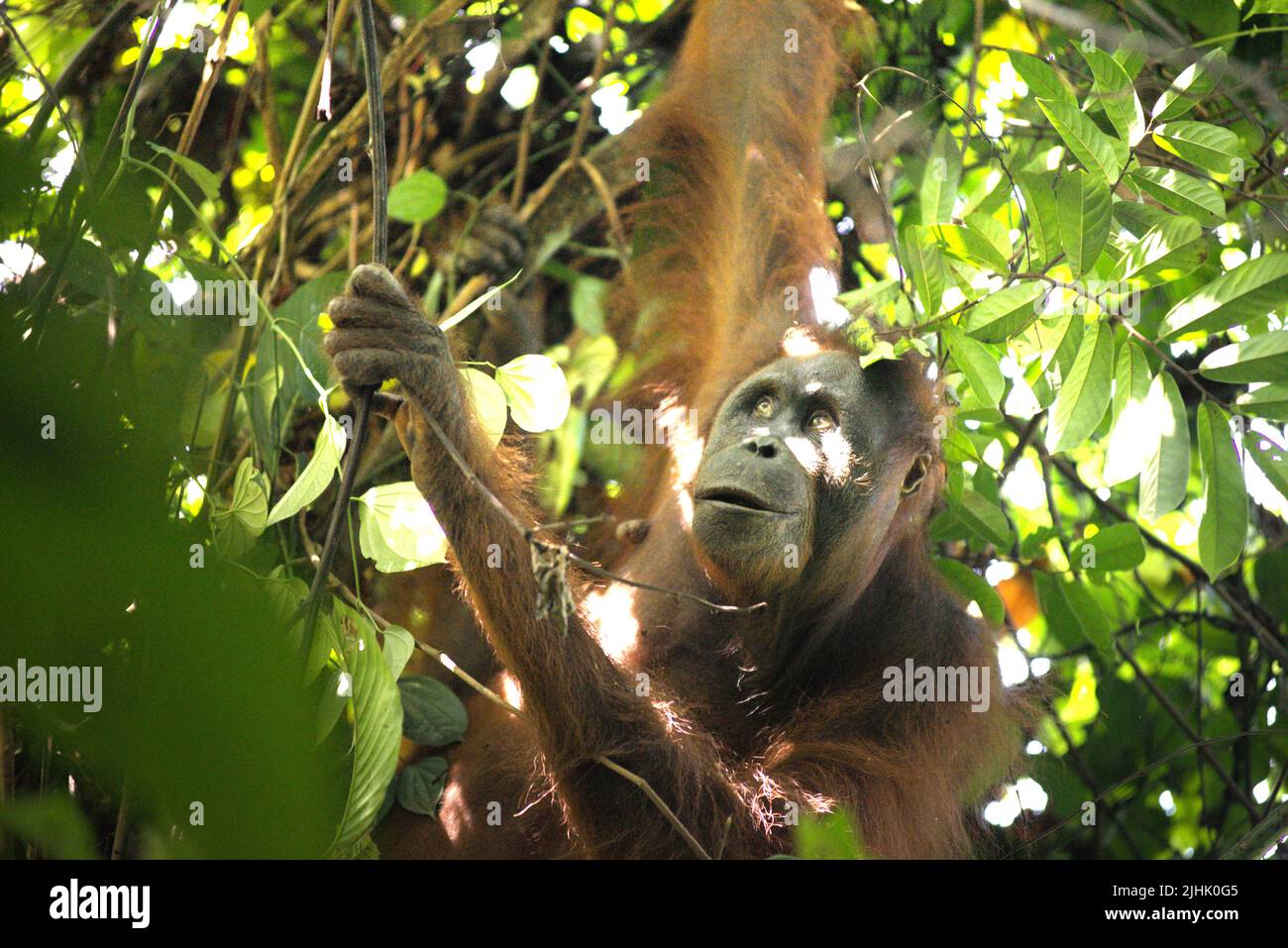 Orangutano borneano nordest (Pongo pygmaeus morio). Persona adulta in foraging nel Parco Nazionale Kutai, Kalimantan Est, Indonesia. Foto Stock