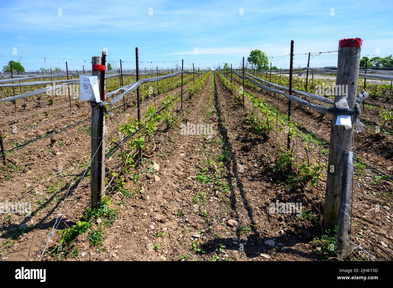 Un campo di giovani vitigni alla Norman Hardie Winery, Prince Edward County, Ontario, Canada Foto Stock