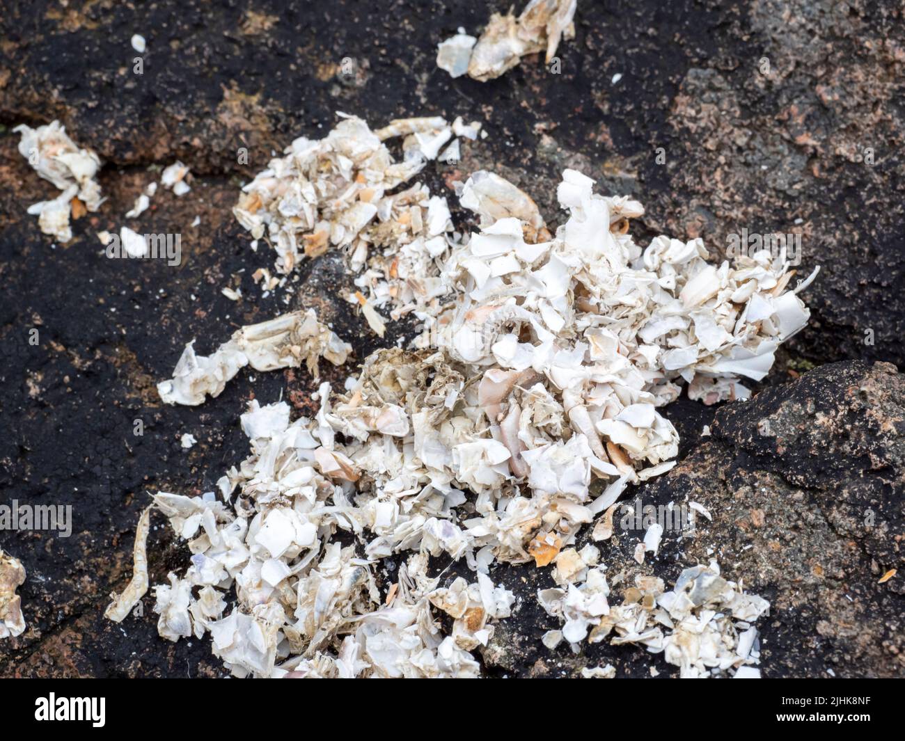 Un pellet di gabbiano tosse contenente i resti duri di conchiglie e granchi marini a Esha Ness, Shetland, Scozia, Regno Unito. Foto Stock