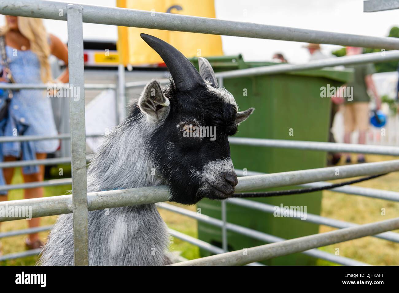 Una capra pigmia in una penna ad uno spettacolo agricolo. Foto Stock
