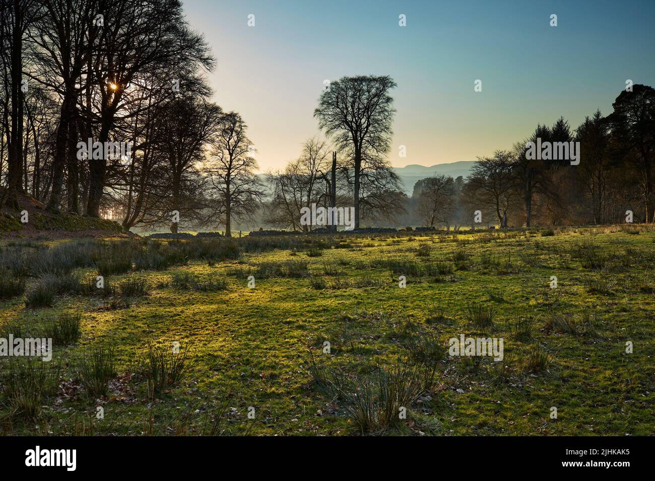 Gli alberi dalle sagome si ergono ancora mentre il sole che tramonta il dettaglio sul pascolo striato di fretta sulla costa occidentale della Scozia. Argyll Foto Stock