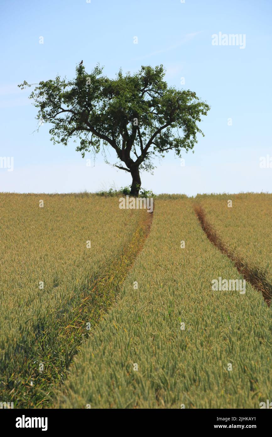 La corsia in un campo conduce ad un singolo albero Foto Stock
