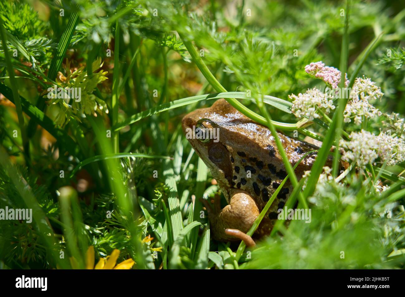 Rana di montagna europea, Rana, nel suo habitat naturale nei monti Silvretta in Tirolo, Austria Foto Stock