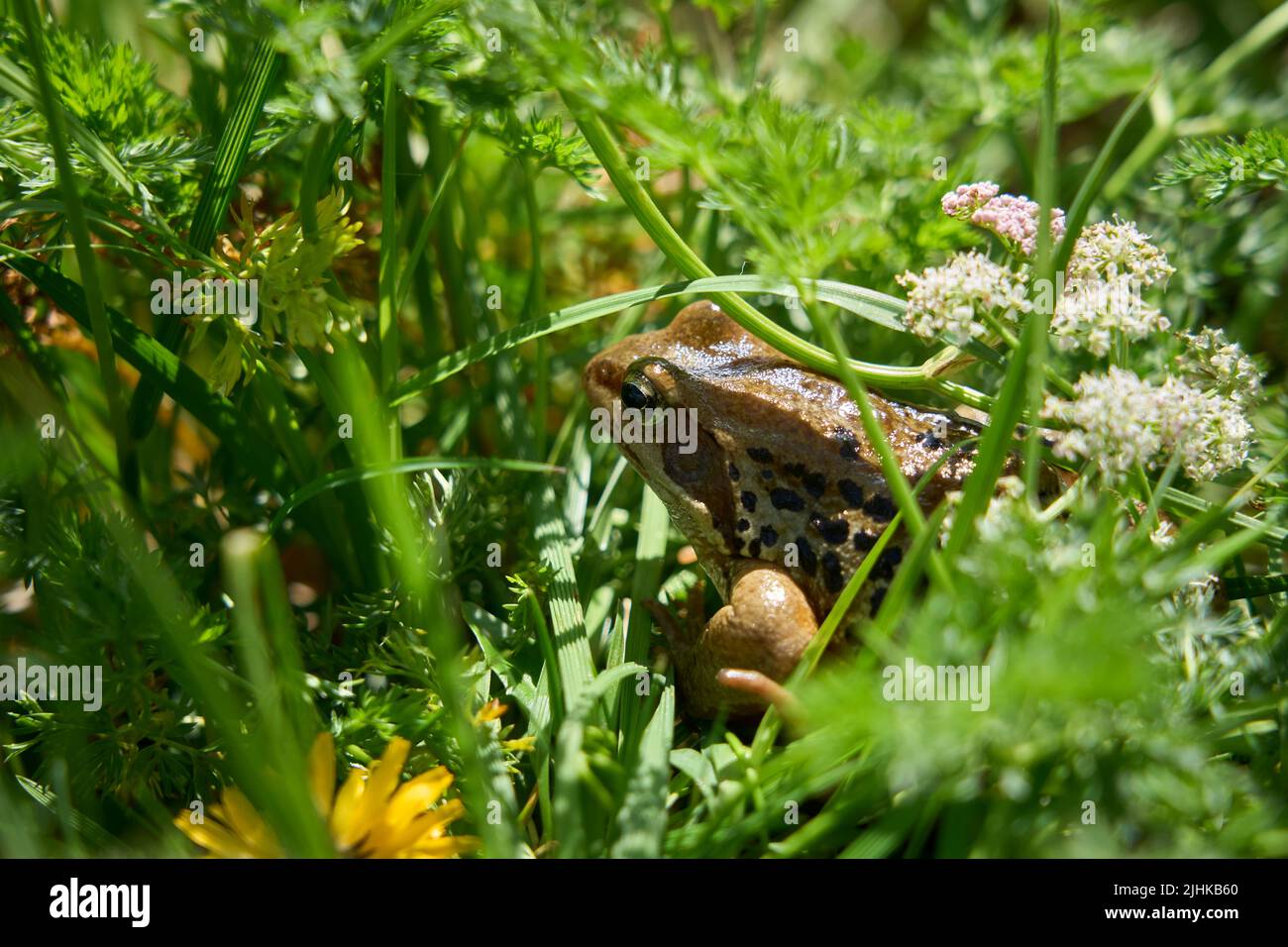 Rana di montagna europea, Rana, nel suo habitat naturale nei monti Silvretta in Tirolo, Austria Foto Stock