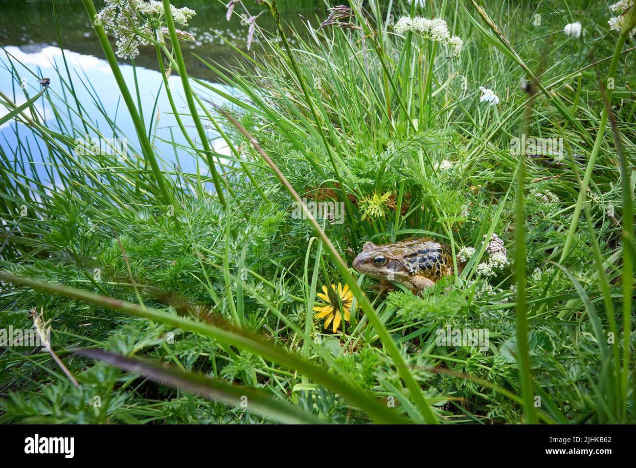Rana di montagna europea, Rana, nel suo habitat naturale nei monti Silvretta in Tirolo, Austria Foto Stock