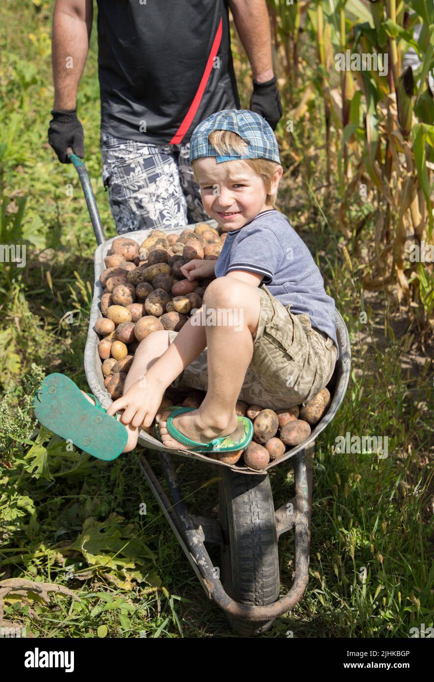 l'uomo irriconoscibile sta portando un ragazzo e un sacco di patate appena scavate in un carriola. agricoltura biologica. Buon raccolto, piccolo helper. Giochi di fattoria. Har Foto Stock