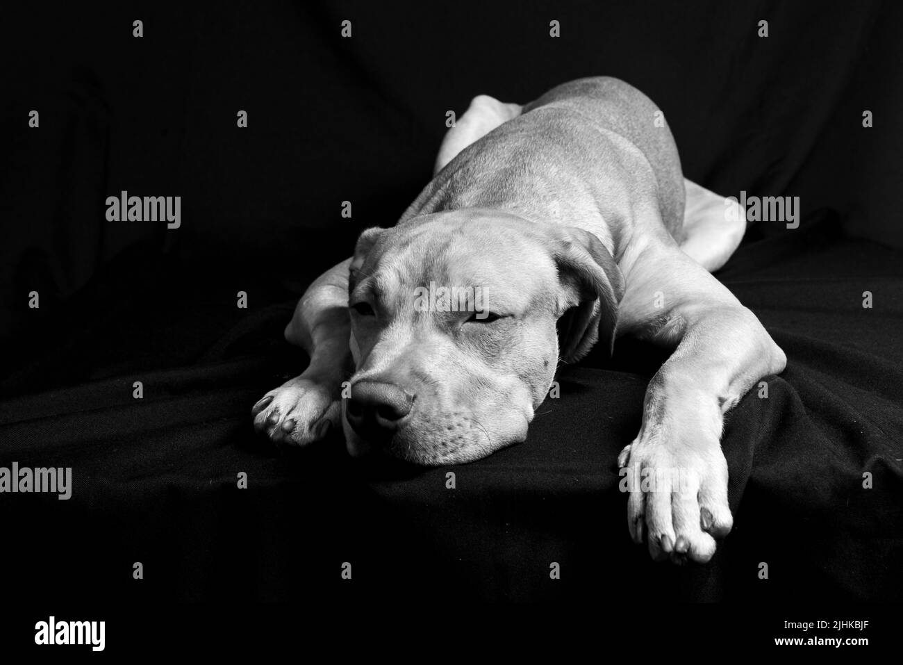 Cane sdraiato città Foto e Immagini Stock in Bianco e Nero - Alamy
