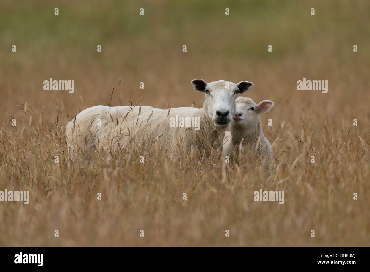 Ewe con il suo agnello-Ovis aries. Foto Stock
