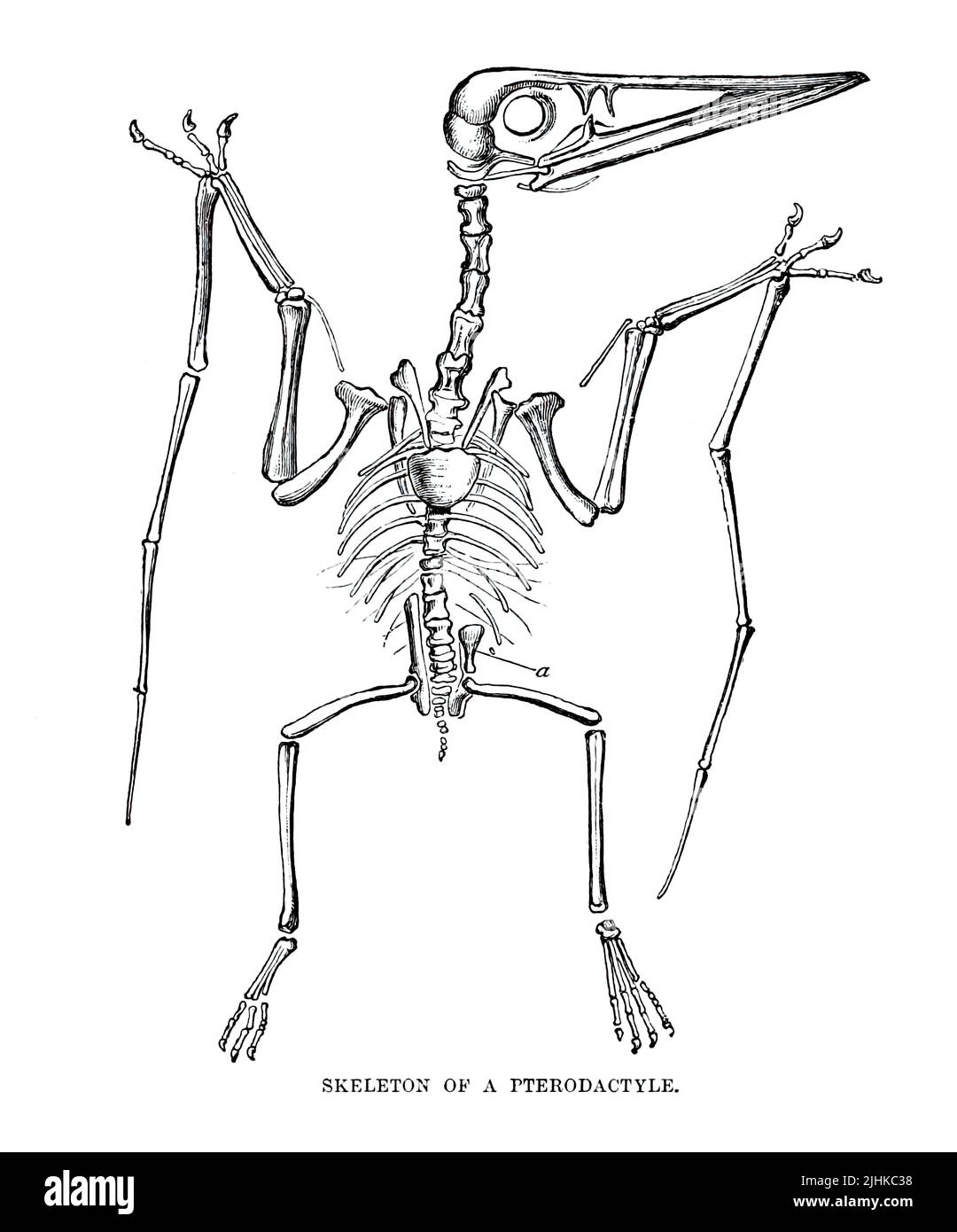 SCHELETRO DI un PTERODACTYLE un genere estinto di pterosauri. Si pensa che contenga solo una specie singola, Pterodactylus antiquus, che è stato il primo pterosauro ad essere nominato e identificato come un rettile volante. Dalla storia naturale reale A CURA DI RICHARD LYDEKKER Volume V 1896 Foto Stock