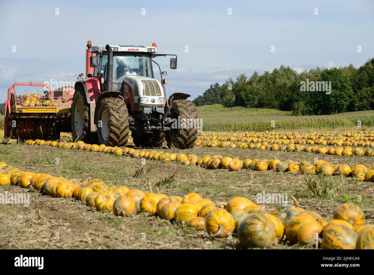 AUSTRIA Stiria, coltivazione della zucca oleosa, i semi sono utilizzati per la lavorazione dell'olio di semi di zucca, dopo aver spinto insieme le zucche saranno raccolte con l'utensile a rulli spiked e i semi saranno separati dai frutti nella macchina da raccolta / Österreich, Steiermark, Anbau von Kuerbis und Verarbeitung zu Kuerbiskernoel, Ernte mit Traktor und Spezialerntemaschine, die Kürbisse werden in Reihen zusammen geschoben, dann auf eine Stachelwalze der Erntemaschine aufgespiesst und in der Maschine entkernt Foto Stock