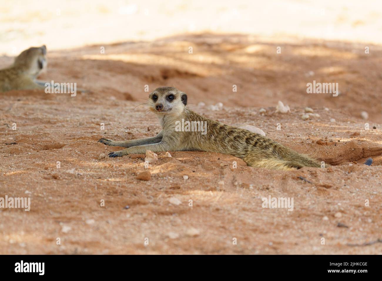 Cute Meerkat è sdraiato a terra. Kalahari, Transfrontier National Park, Sudafrica Foto Stock