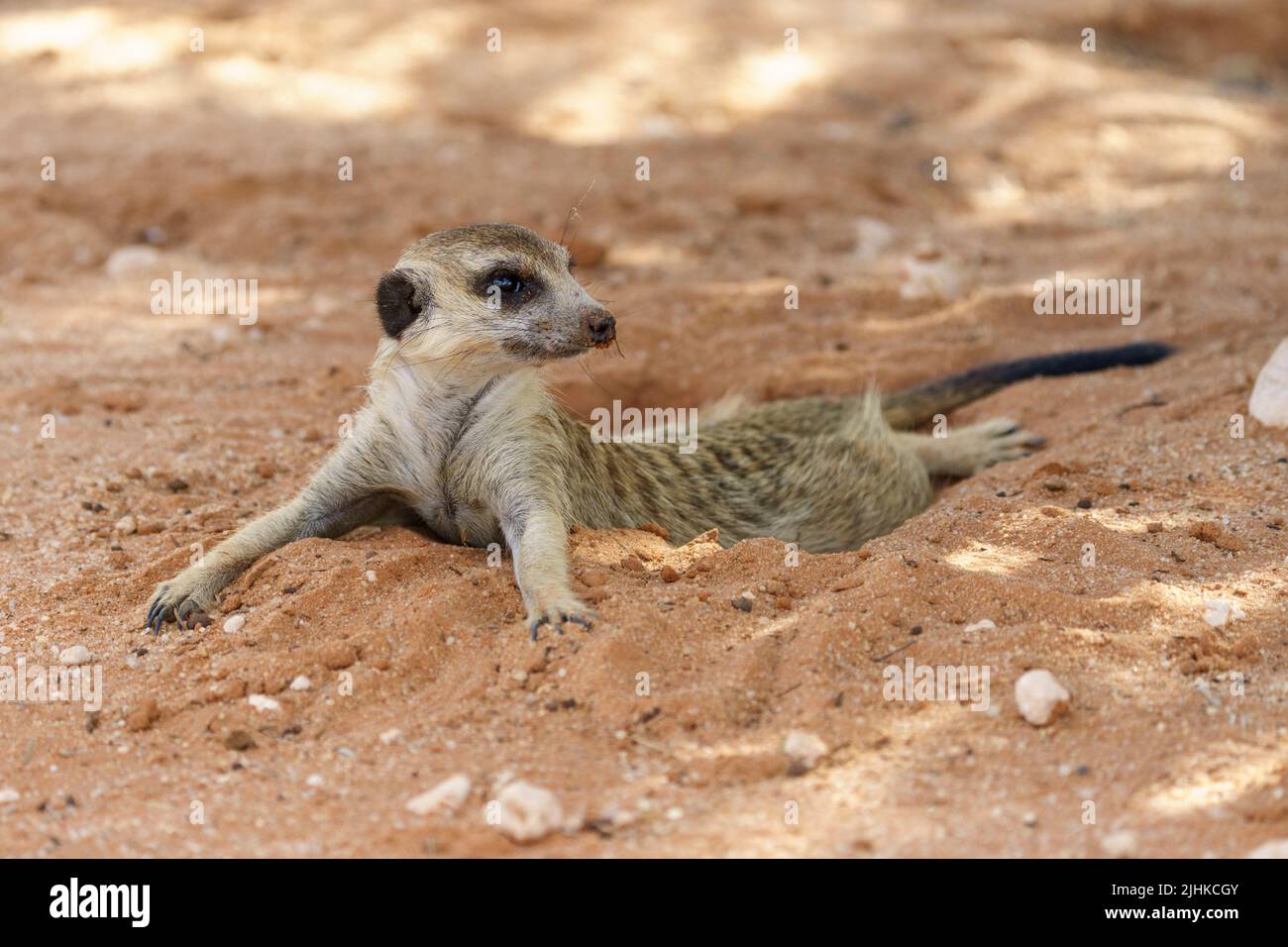Cute Meerkat è sdraiato a terra. Kalahari, Transfrontier National Park, Sudafrica Foto Stock