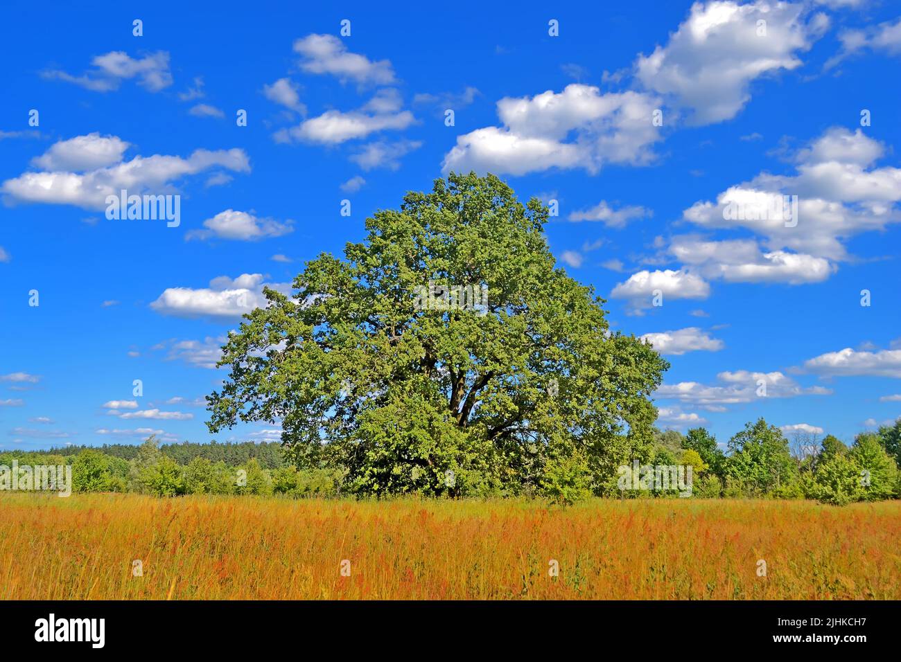 singolo grande quercia verde nel prato in giorno di sole, viaggi europei, ambiente diversità ecologico Foto Stock