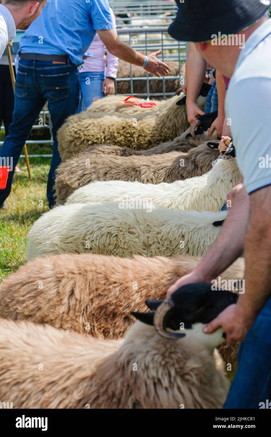 I coltivatori tengono le loro pecore per essere giudicati ad una esposizione agricola Foto Stock
