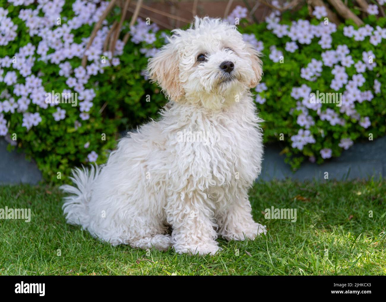 Poochon Puppy Foto Stock