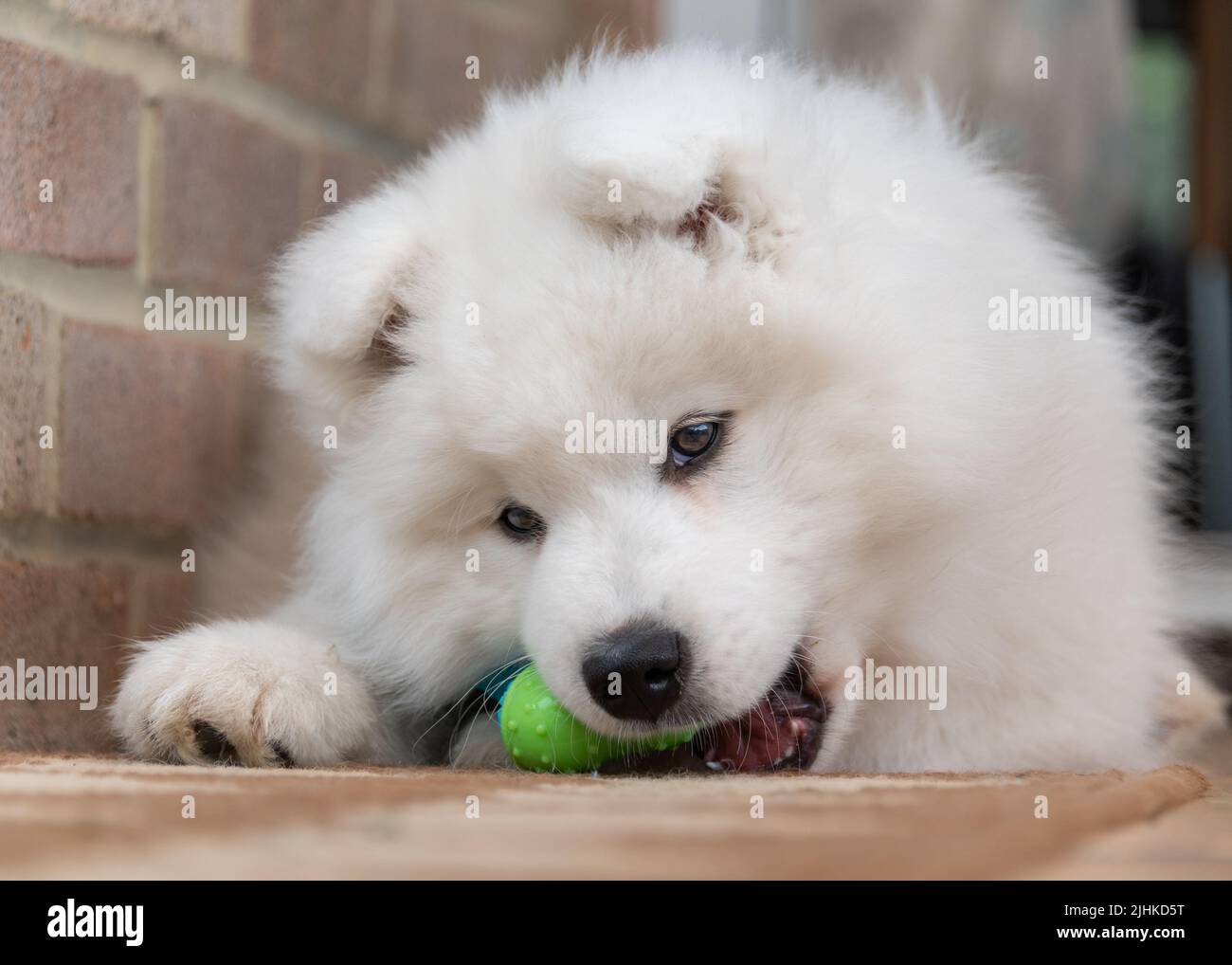 Puppy Samoyed Foto Stock