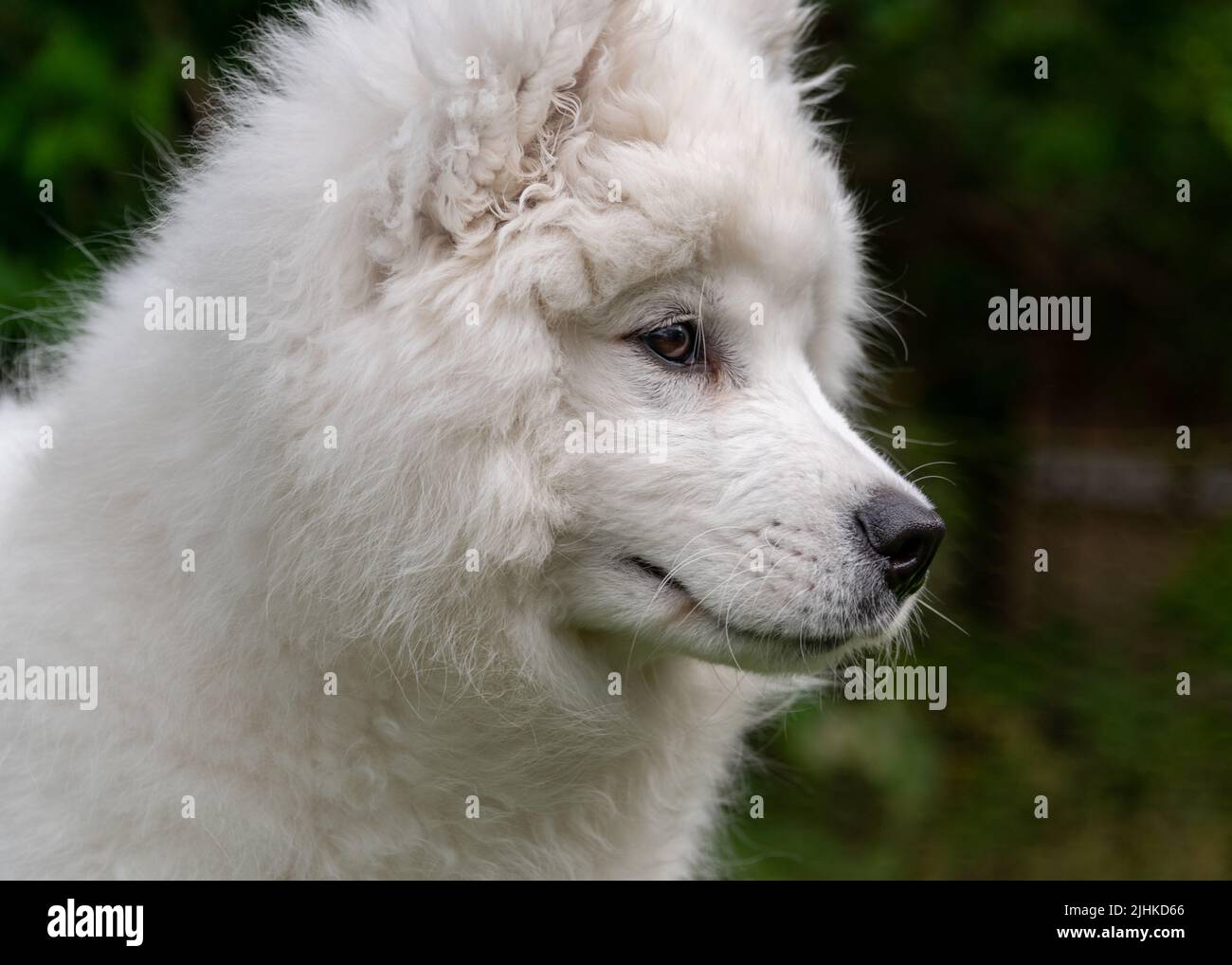 Puppy Samoyed Foto Stock