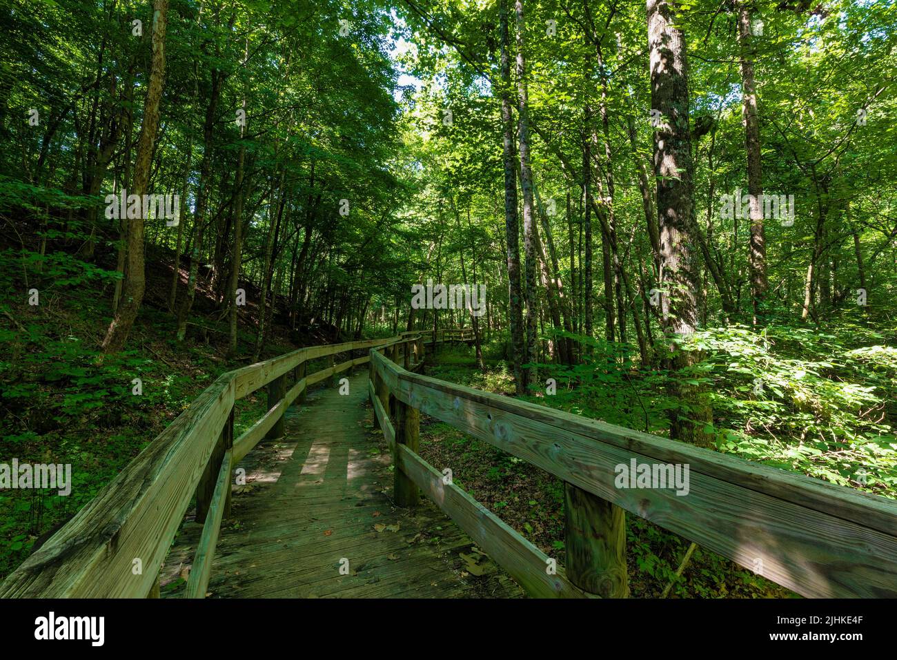 Percorsi escursionistici a Persimmon Ridge Park a Jonesborough, Tennessee, in una calda giornata estiva. Foto Stock