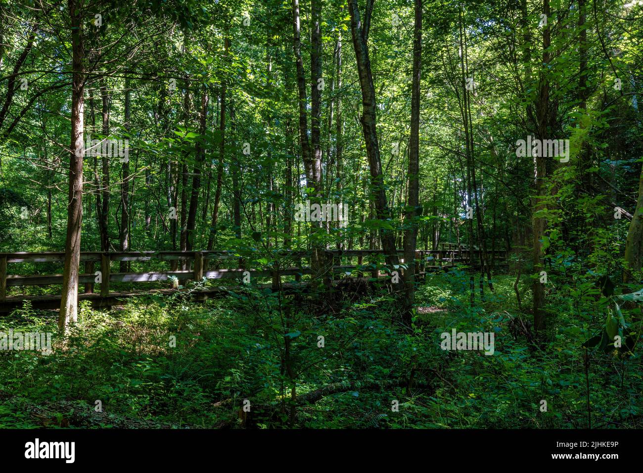 Percorsi escursionistici a Persimmon Ridge Park a Jonesborough, Tennessee, in una calda giornata estiva. Foto Stock