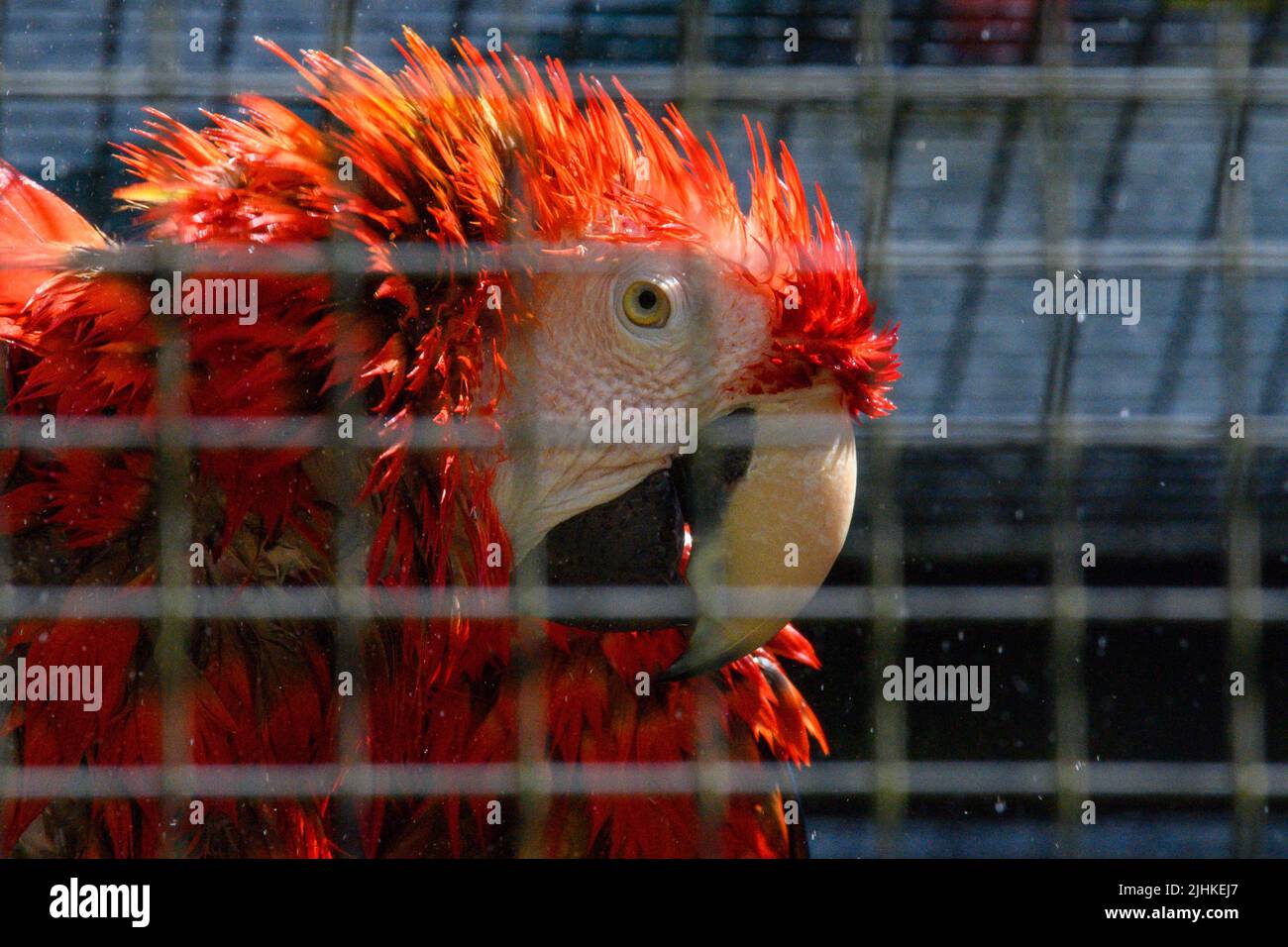 Magdeburg, Germania. 19th luglio 2022. Un macaw rosso brillante siede con piumaggio bagnato sotto uno spruzzo di acqua che gocciola attraverso i bar del vogliere allo Zoo di Magdeburg. Nella regione intorno alla capitale della Sassonia-Anhalt, sta diventando sempre più calda. Entro la metà della settimana, il termometro può salire fino al segno di 40 gradi, i meteorologi avvertono. Ecco perché gli animali dello zoo si raffreddano regolarmente. Credit: Klaus-Dietmar Gabbert/dpa/Alamy Live News Foto Stock