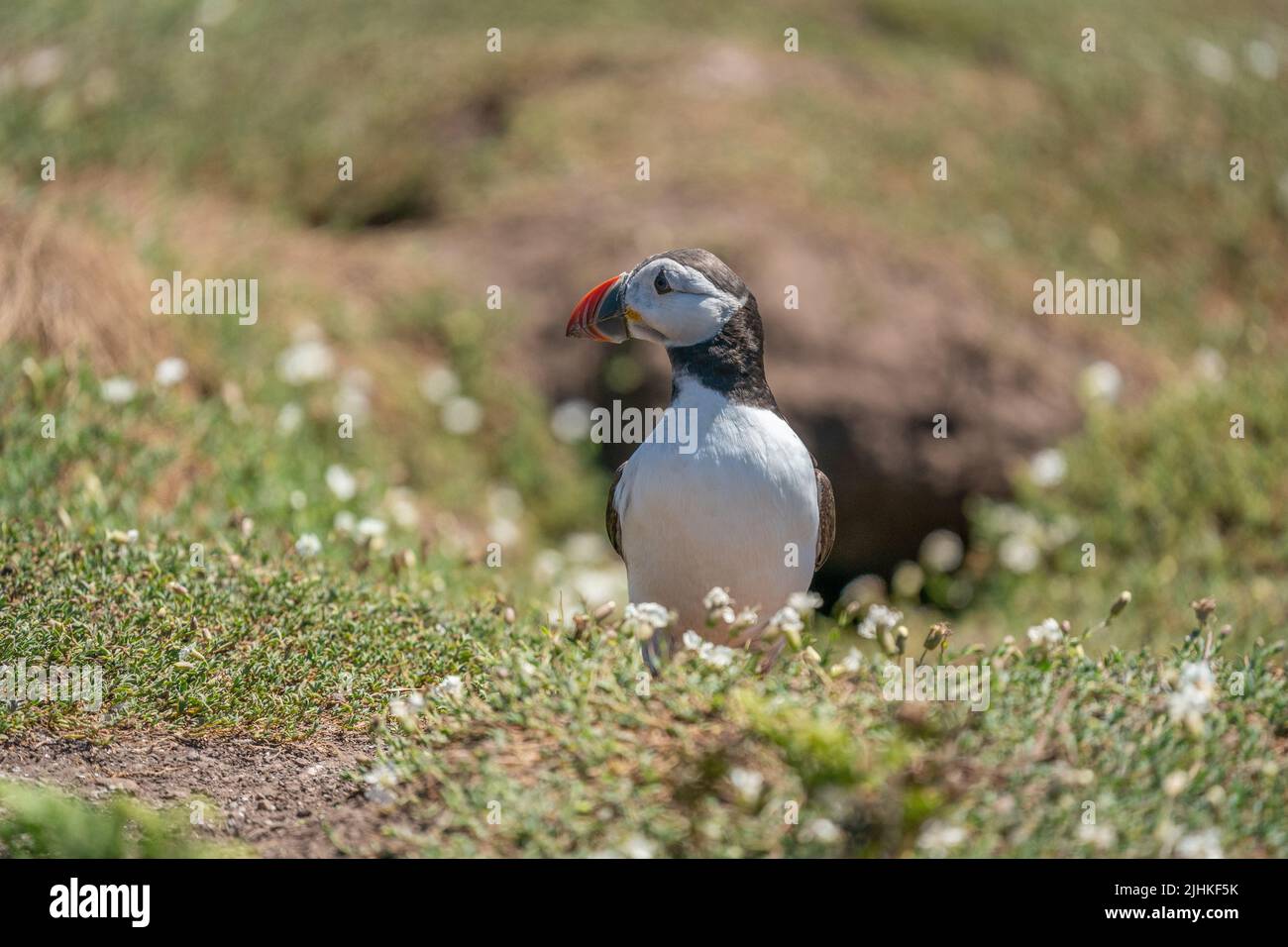 L'Atlantic Puffin si trova fuori dal suo burrow di riproduzione Foto Stock