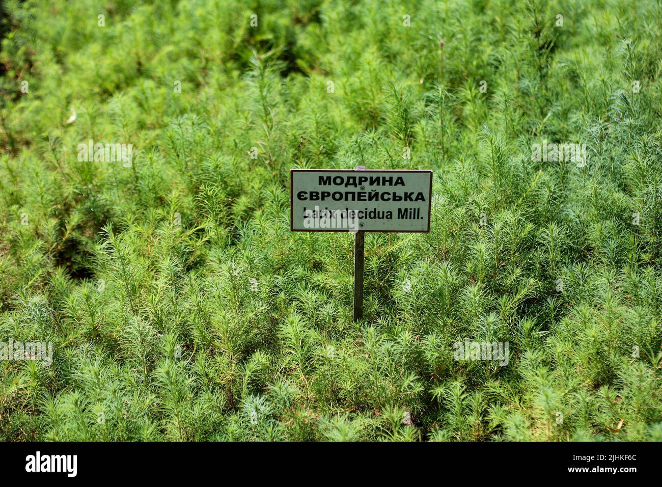 Regione di Ivano-Frankivsk, Ucraina - 16 luglio 2022 - le seghette di Larice crescono all'anurseria dell'impresa di Stato forestale di Vyhoda nella regione di Ivano-Frankivsk, Ucraina occidentale. Questa foto non può essere distribuita nella Federazione Russa. Foto di Yurii Rylchuk/Ukrinform/ABACAPRESS.COM Foto Stock