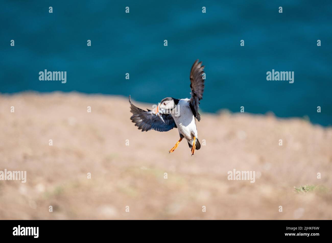 Atterraggio in Puffin Atlantico con un becco pieno di anguille di sabbia e pesce Foto Stock