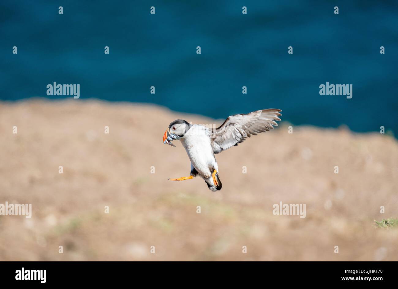 L'Atlantic Puffin entra in landi con un becco pieno di anguille di sabbia e pesce Foto Stock