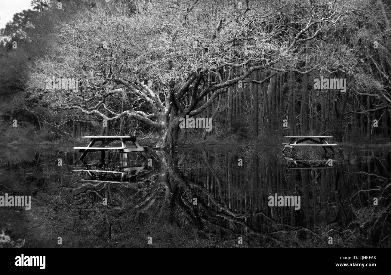 Albero bianco e nero che riflette sull'acqua. Foto Stock