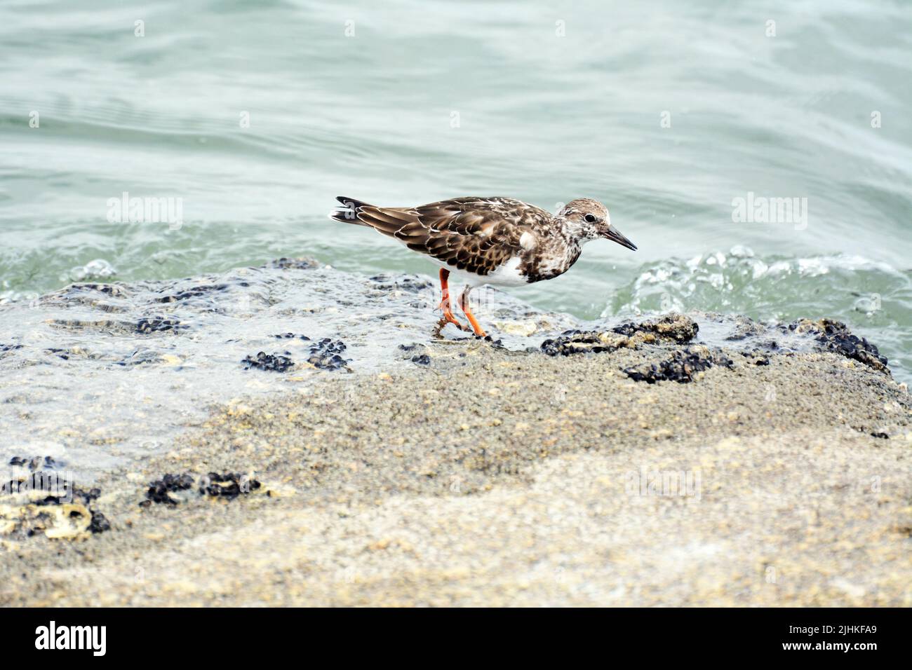 Shore uccello in oceano. Foto Stock