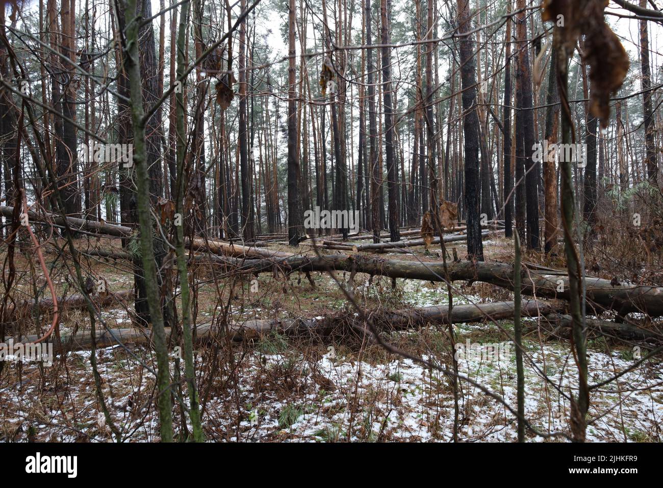 Foresta di pini dopo una tempesta, molti alberi caduti Foto Stock
