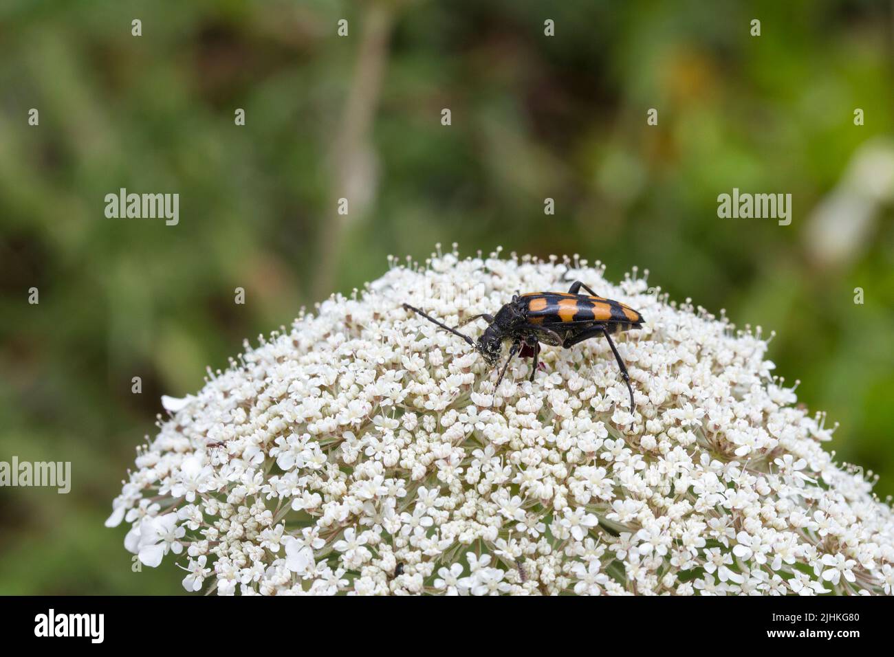 Quattro bands longhorn beetle leptura quadrifasciata o strangalia quadrifasciata alimentando sul polline un coleottero nero con quattro bande gialle attraverso l'elytra Foto Stock