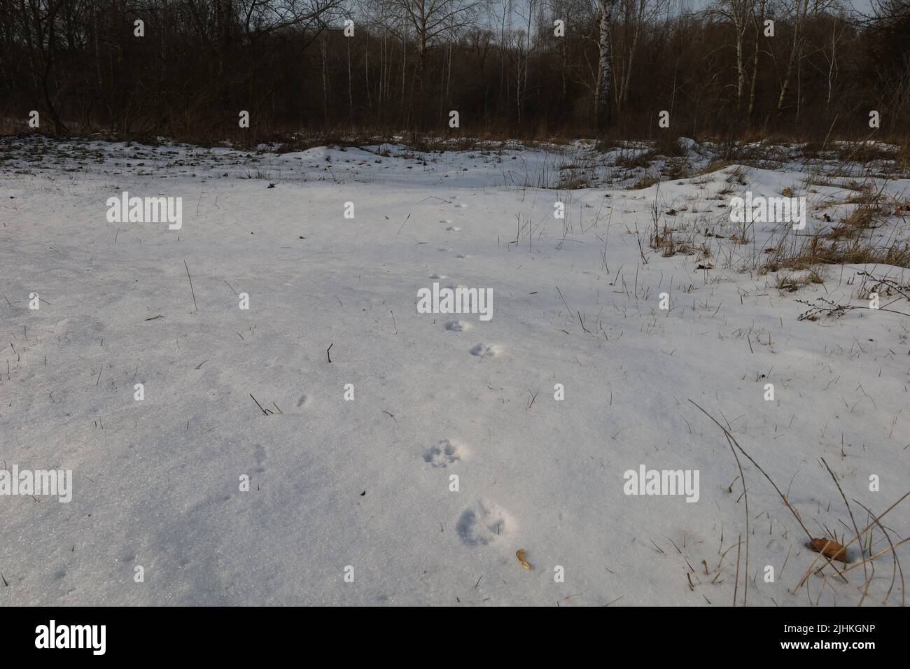 Tracce di animali selvatici nella neve in una giornata di sole Foto Stock