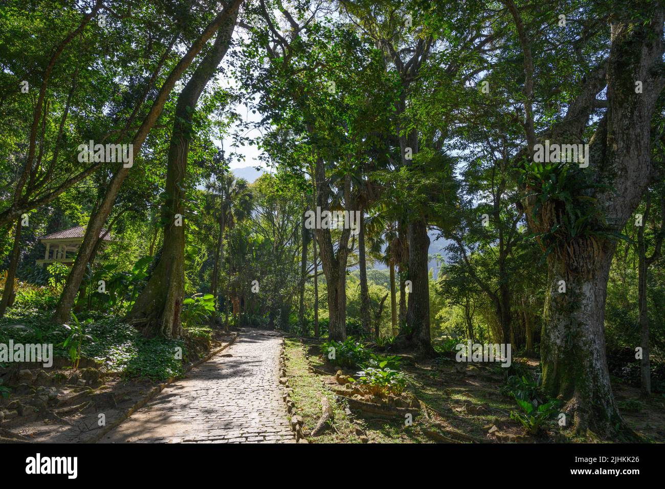 Percorso attraverso il Jardim Botânico do Rio de Janeiro (Giardini Botanici di Rio de Janeiro), Rio de Janeiro, Brasile Foto Stock